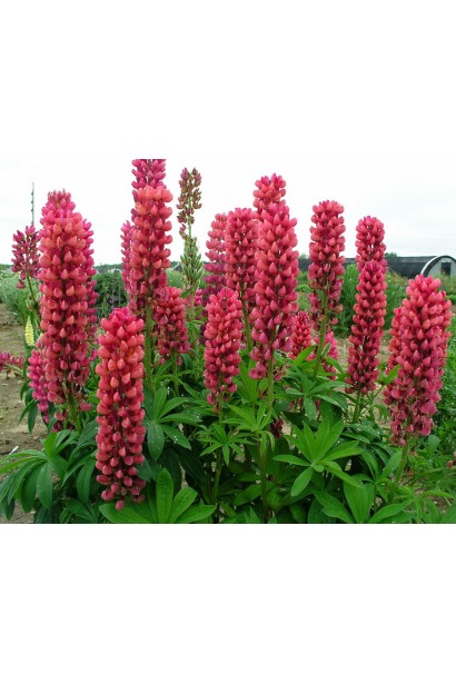 Кущ червоного люпину в період цвітіння